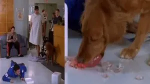 cão come o coração de dan