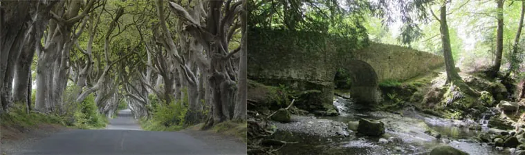 Dark Hedges Tollymore Forest Park Game of Thrones-1